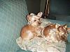 It grows back right?? lol-kittens-yorkie-haircuts-050.jpg