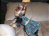 Feather's Christmas Dress-dscn0322-2.jpg