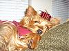 I'm a real dog!-sleeping2.jpg