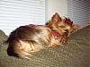 I'm a real dog!-sleeping3.jpg