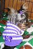 Cute pics of my Maltese Libby and Mattie-dogclothing2007-004.jpg