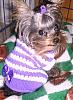 Cute pics of my Maltese Libby and Mattie-dogclothing2007-006.jpg