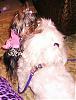 Cute pics of my Maltese Libby and Mattie-dogclothingnov18-2007-006.jpg