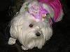Cute pics of my Maltese Libby and Mattie-dogclothing2007-021.jpg