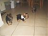 New pictures of my Lovely Ruby, Chloe, and Cash being a a stud!-s8003586.jpg