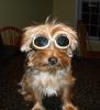 Petey getting ready to ride-petey-his-new-doggles-1.jpg