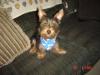 Duke showing off his new bandana-picture-057.jpg