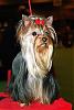Your Yorkies family-chevawn-sheer-fascination-pixies-mother-.jpg