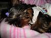 Your Yorkies family-pixie_17100717.jpg