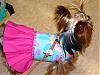 Long over Due Daisy Mae in her Cloe Bella-puppys-035.jpg