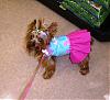 Long over Due Daisy Mae in her Cloe Bella-puppys-034.jpg