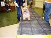 Long over Due Daisy Mae in her Cloe Bella-puppys-023.jpg