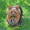 Your Yorkies family-sunshine-mommy.jpg