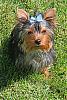 Your Yorkies family-beamer.jpg