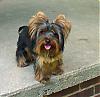 Your Yorkies family-izzy-shiners-mom-8-mth.jpg