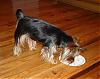 Your Yorkies family-diesel-after.jpg