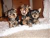 Attemt #1 at getting cute Puppy Christmas Picture-thetrio-delilahbambamandpebbles.jpg