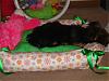 Lilly's finally finished bed-lillysbed-025.jpg