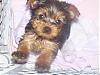 Our little Coco!  Finally home..-coco1.jpg