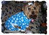 Brownie in his New SnowFlake Pjs From Target!!-imdfdfage3tx3.jpg