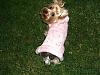 Pinky modeling her new coat.-pinkycoat3.jpg