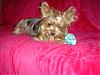 Tinkerbell and her Kong!!-dsc00037.jpg