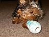 Parker and his Kong!!-hpim0423.jpg