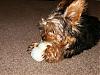 Parker and his Kong!!-hpim0421.jpg