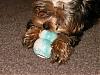 Parker and his Kong!!-hpim0420.jpg