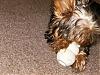 Parker and his Kong!!-hpim0419.jpg