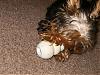 Parker and his Kong!!-hpim0418.jpg