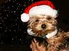 Santa's Widdle Helper!-hpim0496.jpg