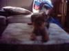 More Pictures of Tucker!!-piccys-004.jpg