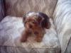 More Pictures of Tucker!!-piccys-007.jpg