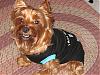 Cesar, you can kiss my Yorkie butt!!!-ozzies-new-shirt-002.jpg