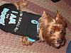 Cesar, you can kiss my Yorkie butt!!!-ozzies-new-shirt-003.jpg