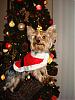 Take A Peek at Bengi's Christmas Photo Shoot!!!-xmas-shoot-006.jpg