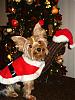 Take A Peek at Bengi's Christmas Photo Shoot!!!-xmas-shoot-008.jpg