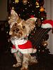 Take A Peek at Bengi's Christmas Photo Shoot!!!-xmas-shoot-007.jpg