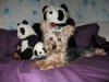 Sango & her Panda Buddies-sangopanda2.jpg