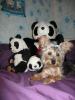 Sango & her Panda Buddies-sangopanda3.jpg