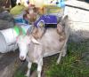 Dogs say "woof".  Goats say "Maaah".-goatride3.jpg