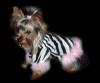 Zebra or Referee?-chloe-zebra.jpg