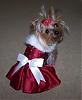 Chloe in her Christmas dress from Chloe Bella-xmaschloe.jpg