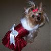 Chloe in her Christmas dress from Chloe Bella-xmaschloe2.jpg