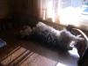 Sammi basking in the sun...-sammi-sun-2.jpg