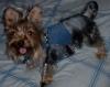 Gucci modeling her New denim harness from JOY-gucci-sept-9-05.jpg