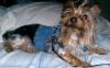 Gucci modeling her New denim harness from JOY-gucci-sept-9-05-d.jpg