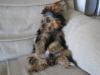 pics of a yorkie turned into a lazy rabbit-lazyteejay1-1-.jpg