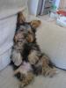 pics of a yorkie turned into a lazy rabbit-lazyteejay5-1-.jpg